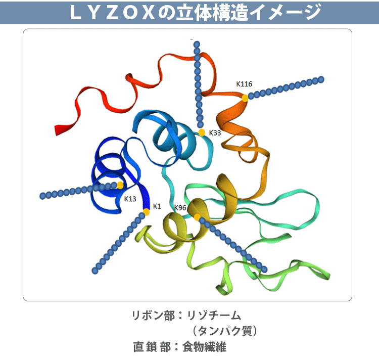 LYZOXの原材料と立体構造イメージ図