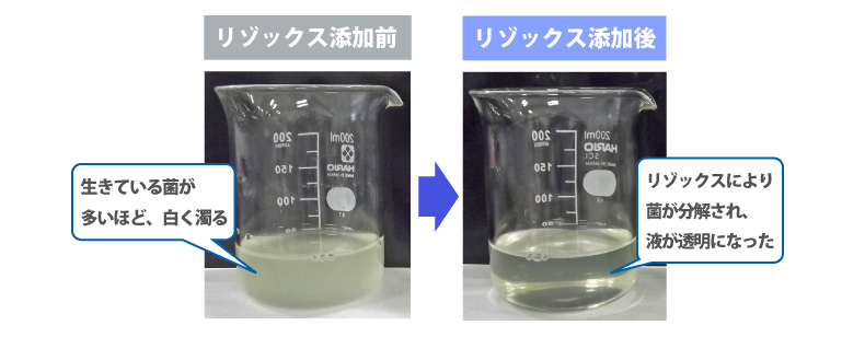 リゾックス添加前：生きている菌が多いほど、白く濁る　リゾックス添加後：リゾックスにより菌が分解され、液が透明になった