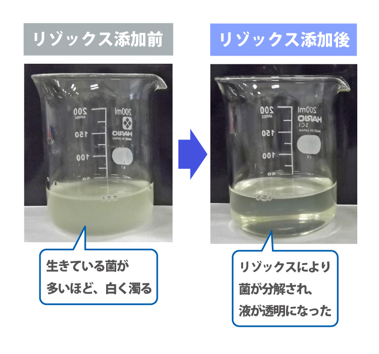 リゾックス添加前：生きている菌が多いほど、白く濁る　リゾックス添加後：リゾックスにより菌が分解され、液が透明になった